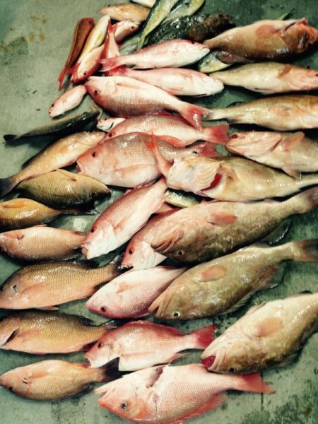 fishing for red snapper and grouper